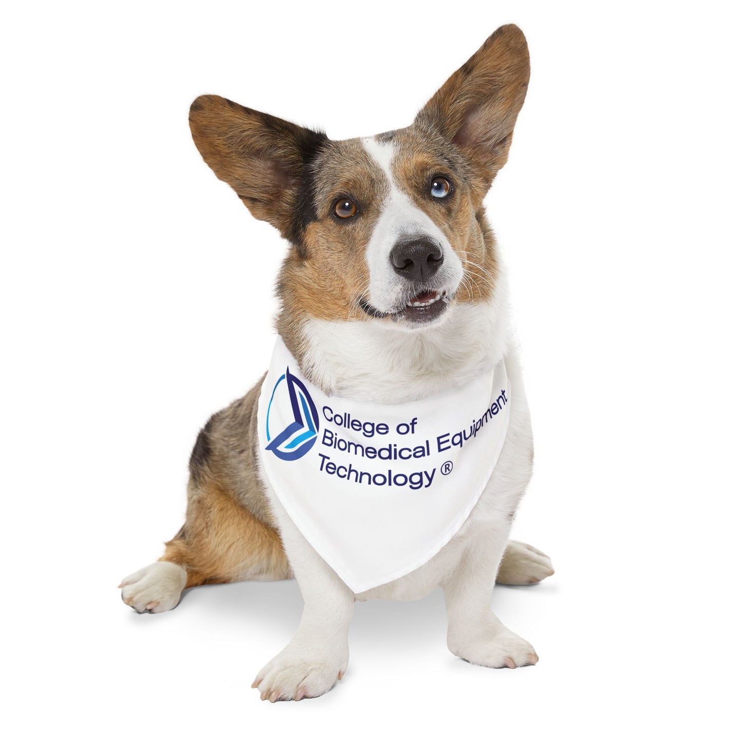 Pet Bandana Collar - College of Biomedical Equipment Technology